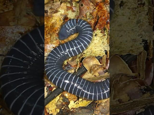 Meet the Caecilians: The Secretest of All Amphibians!