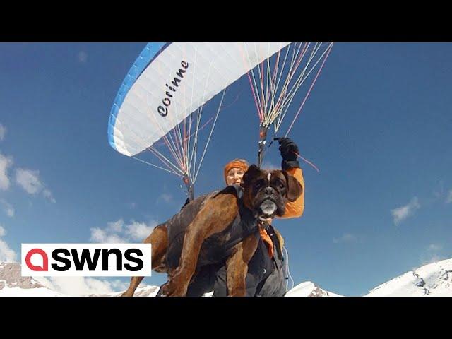 Adventurous dog and owner paraglide together over 200 times | SWNS