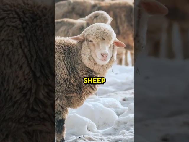 Sheep #kaalthehistory #trending #history #viralshort