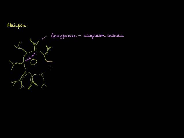 Анатомия нейрона