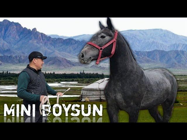 МИНИ БОЙСУН ТОЙИМНИ СОТАМАН.. BUNISI NIMA DEYSIZ TOYNI KOʻRING MINI BOYSUN..#otbozor #horse #rek