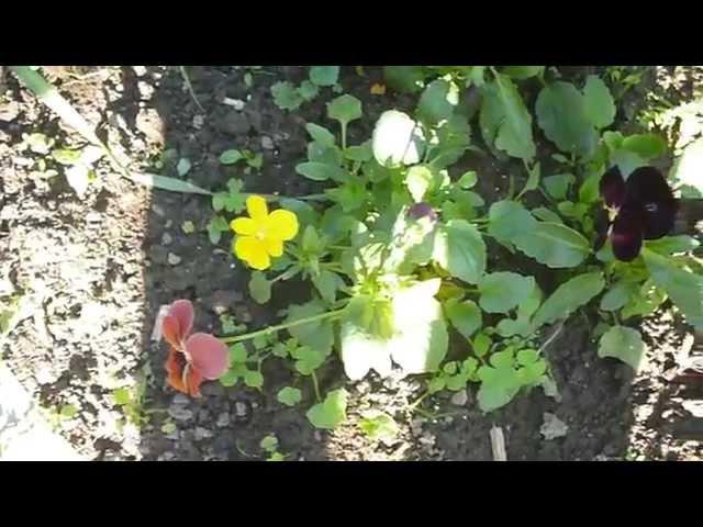 Царство Белки. Конфета шоколад. Chocolate candy.Squirrel Kingdom . КФ Невский [ Микки Сладкоежка ]