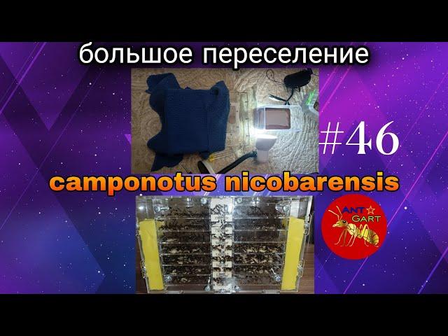 переселение большой колонии camponotus nicobarensis в формикарий кристалл 2016 года