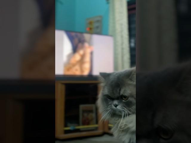 Cat care and cat vibes! #cat #cats #catvideos #catshorts #catshorts #catlovers  #catvideo #catlife
