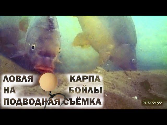 Ловля карпа на бойлы подводная съёмка (Видео 4К)