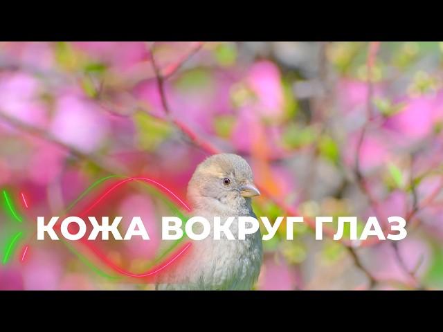 Омоложение кожи вокруг глаз. Избавление от отёков, мешков, пятен, мимических морщин. Саблиминал.