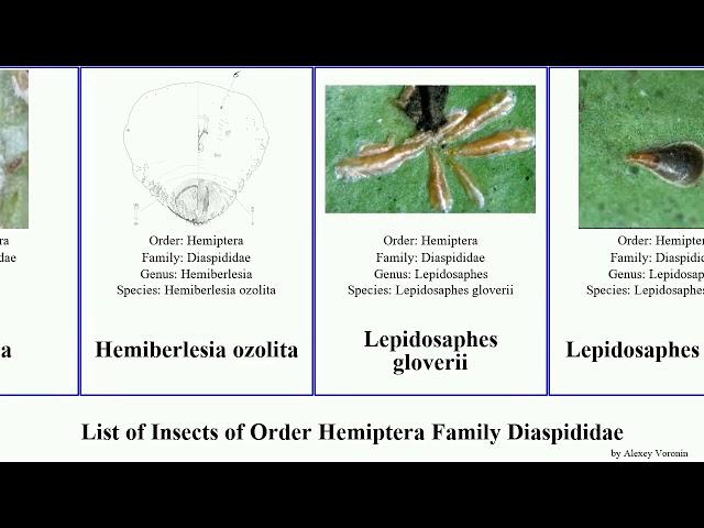 List of Insects of Order Hemiptera Family Diaspididae aulacaspis scale destructor oleander rosae