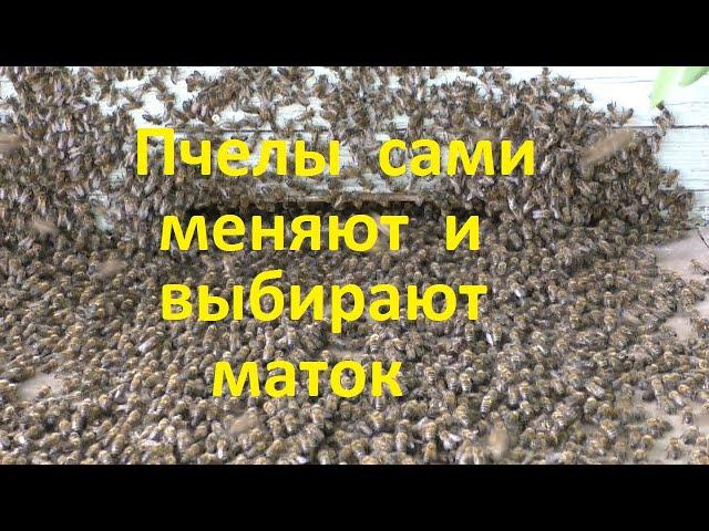 Пчелы сами меняют и выбирают маток