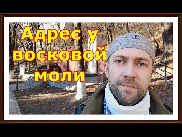 409 Восковая моль (Огнёвка). Где беру настойку Огнёвки (восковой моли) #ТелоТест