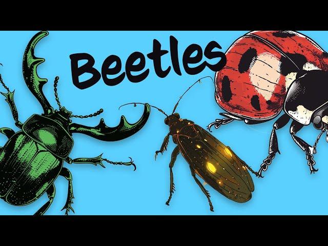 10 Beetles  Know them Love them