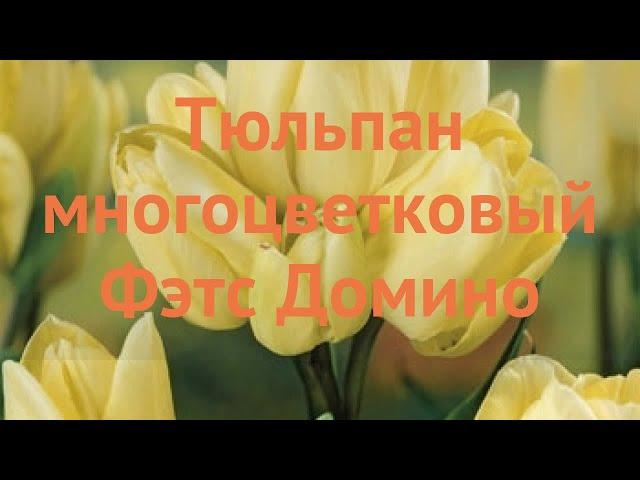 Тюльпан многоцветный Фэтс Домино (tulipa tyulpan)  обзор: как сажать, луковицы тюльпаны Фэтс Домино