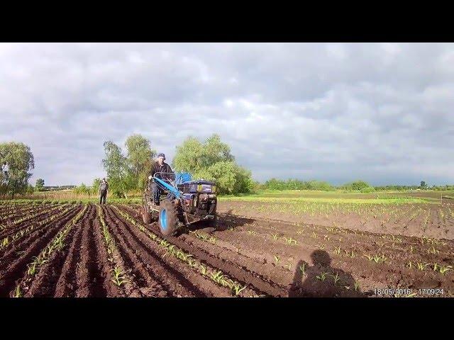 Weeding maize with tillers.