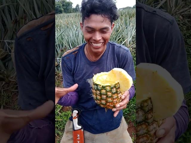 Así me preparo un cooptel de piña #real #naturaleza #pinas