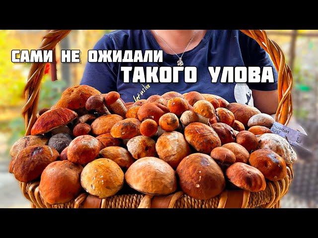 ПОДОСИНОВИКИ НАПАЛИ НА ГРИБНИКОВ 