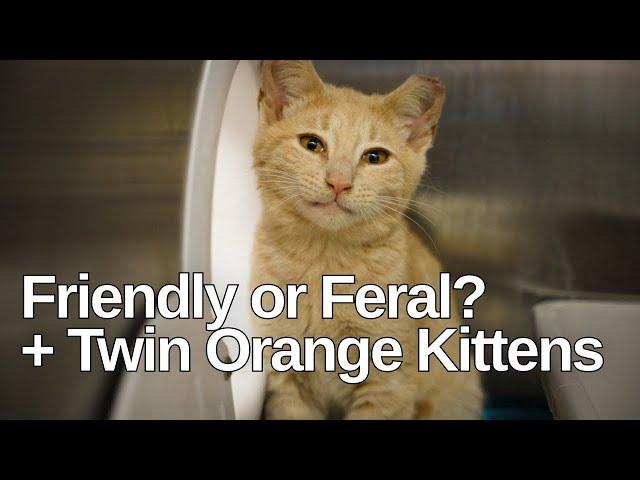 Friendly or Feral + Twin Orange Kittens