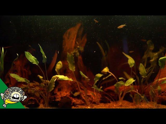 Blackwater Aquarium Setup for Bettas