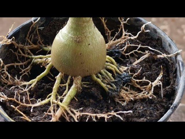 Adenium Root Training update