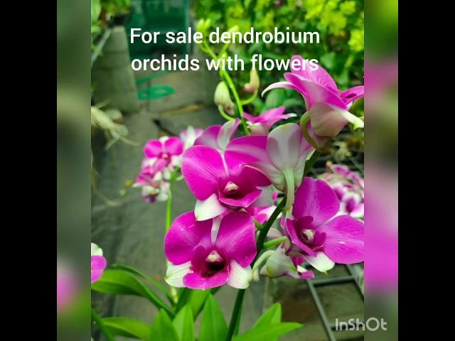 Dendrobium flowering plants for sale.... also combo offers available at low prices...