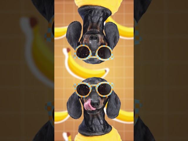 Banana Dog, Banana Jay!