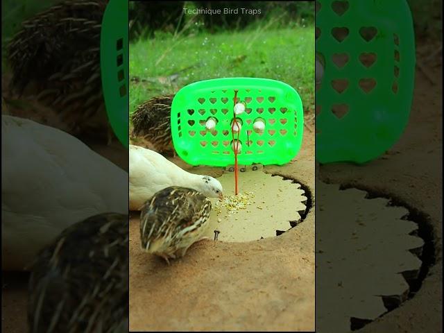 Creative bird traps, quail traps #shorts