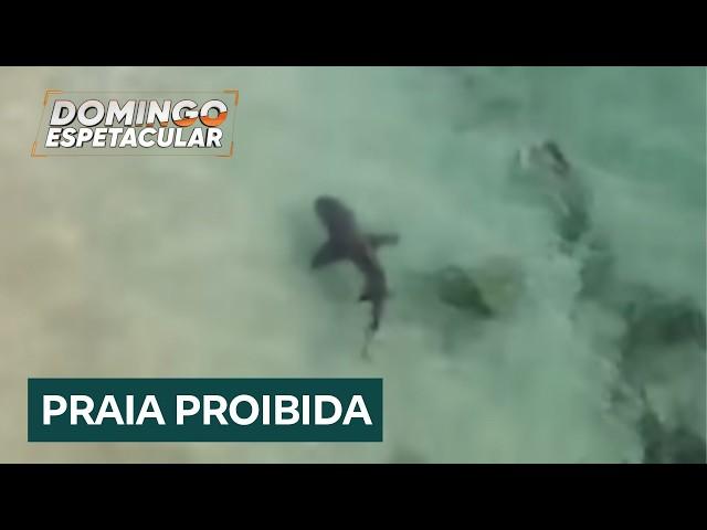 Conheça a praia brasileira dos tubarões, onde o turismo é proibido