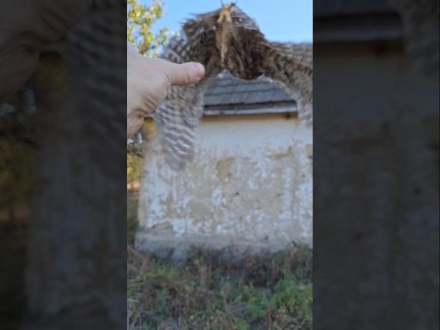 Сыч КУЗЯ  история реабилитации 