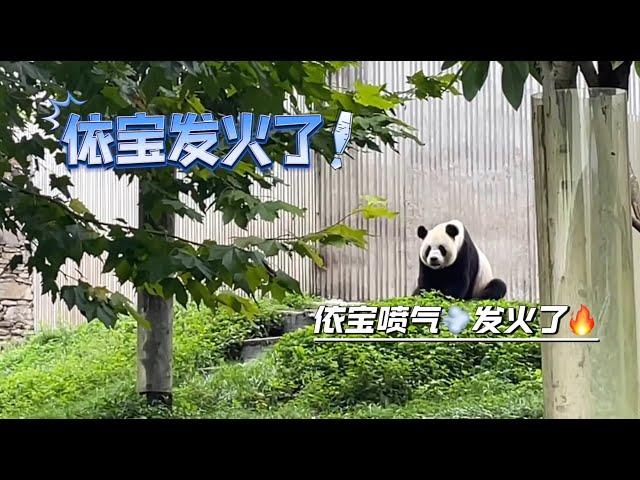 9.13依宝发火了，生气甩头鼻子喷气，委屈巴巴望着戴红帽子的旅行团 #panda   #푸바오 #fubao #루이바오 #후이바오