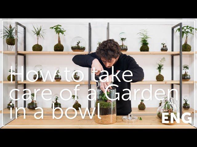 How to take care of a Garden in a bowl