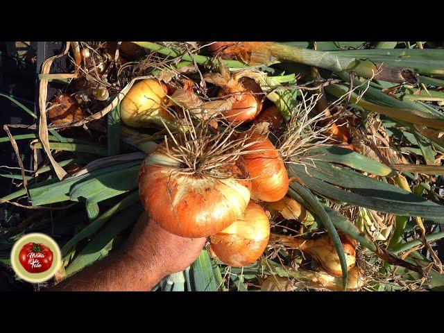 Triple your onion yield in a simple way! Works GREAT