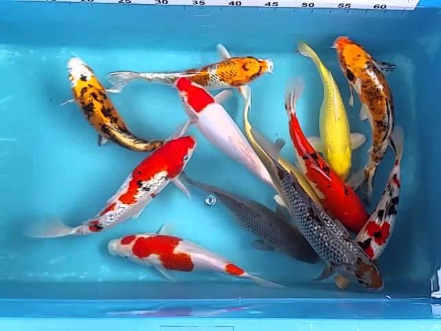 10" Koi Mix Koi Carp fish for sale @ love aquatics