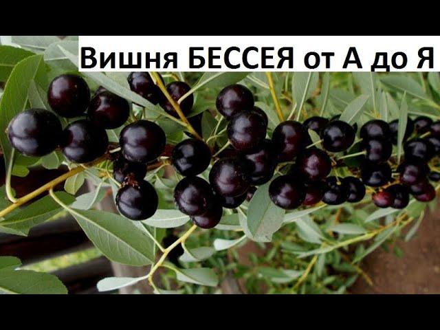 Вишня "Бессея " от посева до плодоношения.