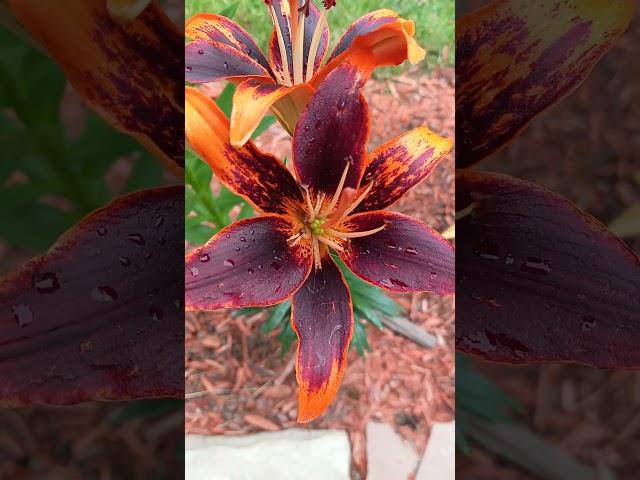 Beautiful Orange Lily Is Blooming!