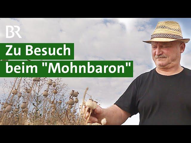 Regionaler Blaumohn: Besondere Sorte für Bienen, Bäcker und trockene Böden | Unser Land | BR