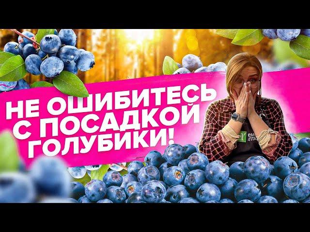 КАК ЗАКИСЛИТЬ ГРУНТ ПРИ ПОСАДКЕ ГОЛУБИКИ?!