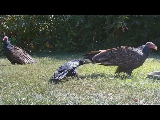 Clever crow outsmarts TWO turkey vultures with ONE move