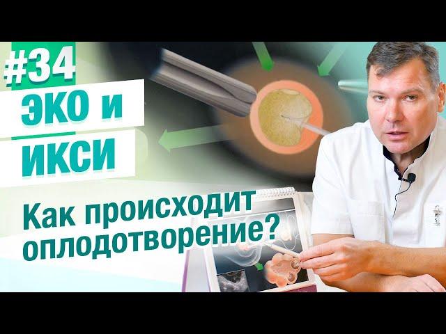 В чем разница между ЭКО и ИКСИ? Этапы оплодотворения