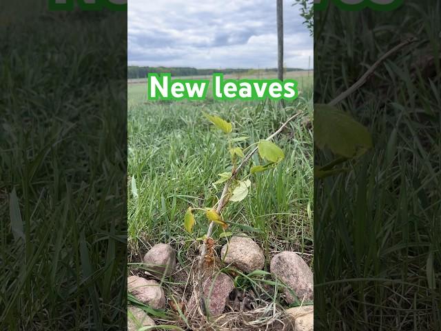 Propagating black currant cuttings, it worked!! #blackcurrant #planting #gardening