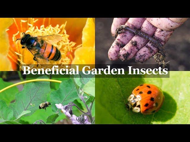 Beneficial Insects You Want in your Garden - The Gardener's Best Friends!