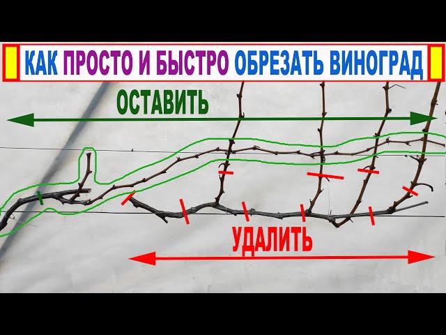  Секрет НАДЕЖНОЙ ОБРЕЗКИ ВИНОГРАДА. Зачем нужен сучок замещения и плодовая стрелка. Плодовое звено!