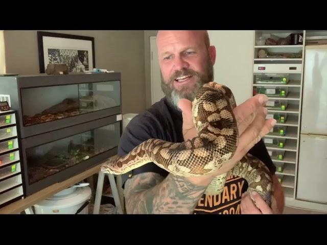 Dumerils boa. Could it be the best intermediate pet constrictor? My 3 year old adult female.