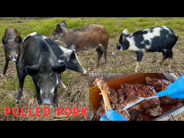 Trapping Wild Pigs In Louisiana (Catch & Cook) Cooked BBQ Pulled Pork