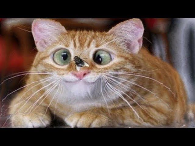 КОШКИ 2019 Смешные коты Приколы с кошками и котиками || 2019 Funny Cats Выпуск 8