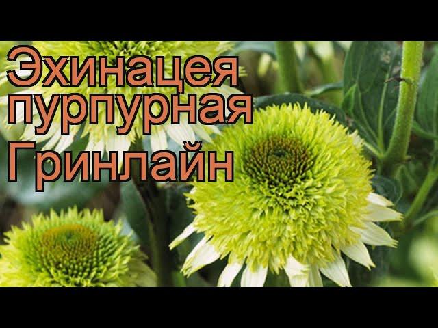 Эхинацея пурпурная Гринлайн (echinacea purpurea)  обзор: как сажать, рассада эхинацеи Гринлайн