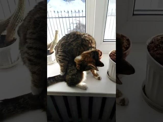 Васькино утро    #кот #котейка #котеич #кисулькин #котовский #котэ