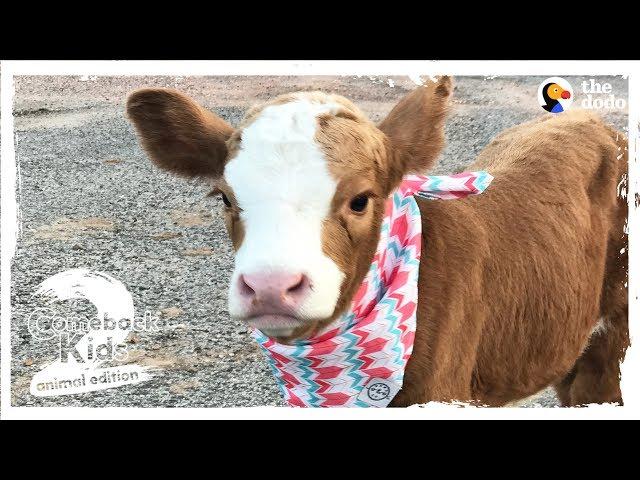 Family Brings Baby Cow Into Their Home During Hurricane | The Dodo: Comeback Kids S02E01