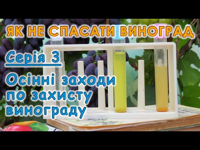 Осінні заходи по захисту винограду