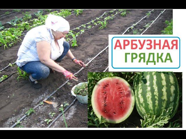 АРБУЗНАЯ ГРЯДКА прополка и рыхление почвы это сухой полив