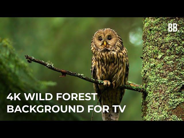 4K Forest & Wild Sounds | 4K Forest Relaxation Film | Forest Wildlife Animals ScreenSaver