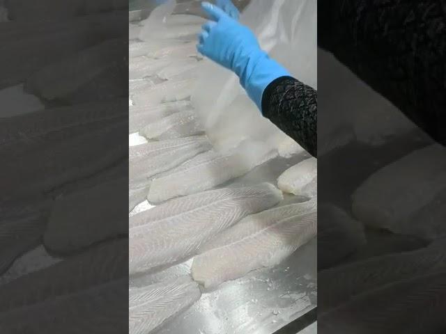 Pangasius Fillet Well-trimmed | TLC Thai Lien Manufacturing & Trading