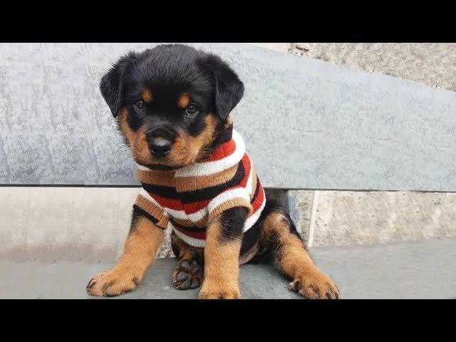Funniest and Cutest Rottweiler Dogs and Puppies